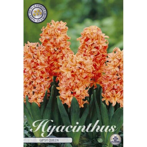 83020 Hyacinthus – Ζουμπούλι Gipsy Queen
