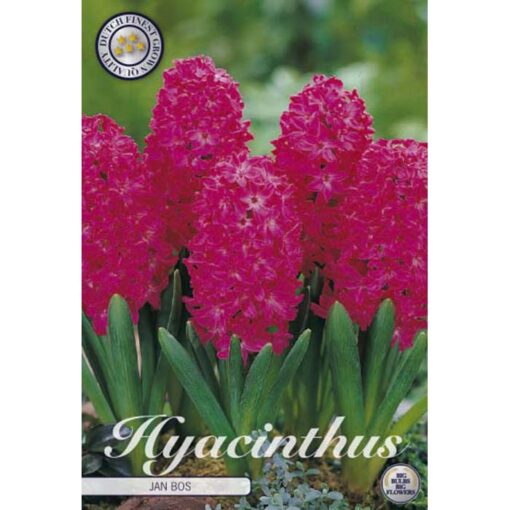83025 Hyacinthus – Ζουμπούλι Jan Bos