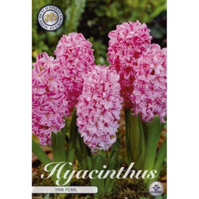 83030 Hyacinthus – Ζουμπούλι Pink Pearl