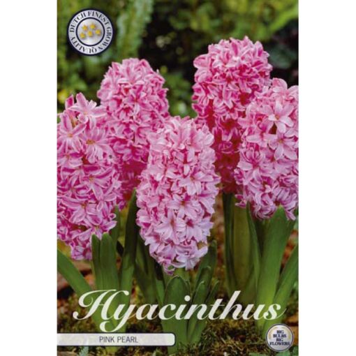 83030 Hyacinthus – Ζουμπούλι Pink Pearl