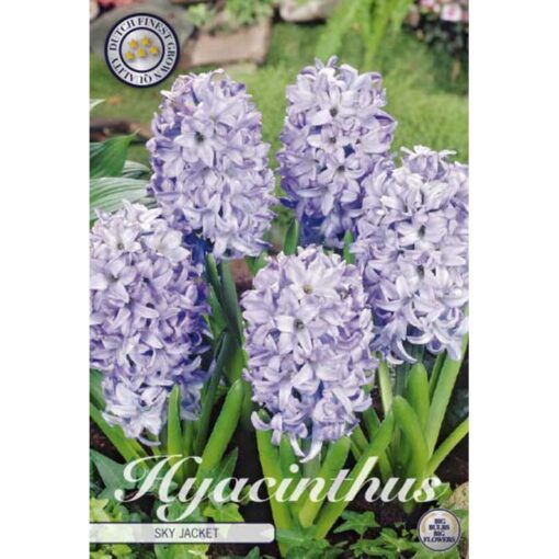 83035 Hyacinthus – Ζουμπούλι Sky Jacket