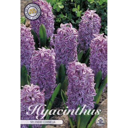 83040 Hyacinthus – Ζουμπούλι Splendid Cornelia