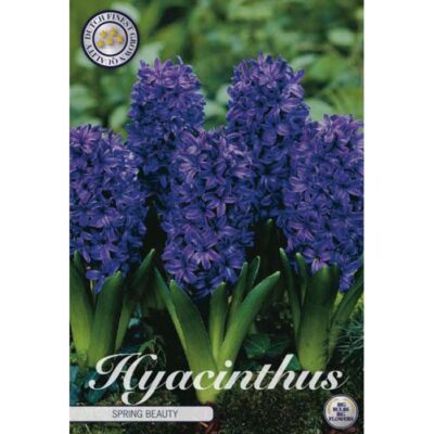 83045 Hyacinthus – Ζουμπούλι Spring Beauty