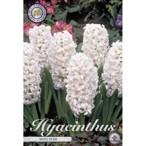 83050 Hyacinthus – Ζουμπούλι White Pearl
