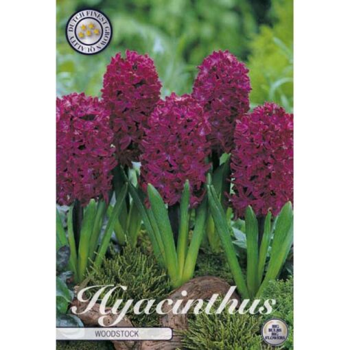 83055 Hyacinthus – Ζουμπούλι Woodstock