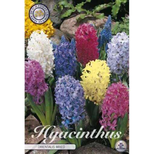83060 Hyacinthus – Ζουμπούλι Mixed