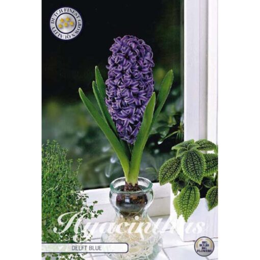 83065 Hyacinthus – Ζουμπούλι Glas Hyacinth Delft Blue
