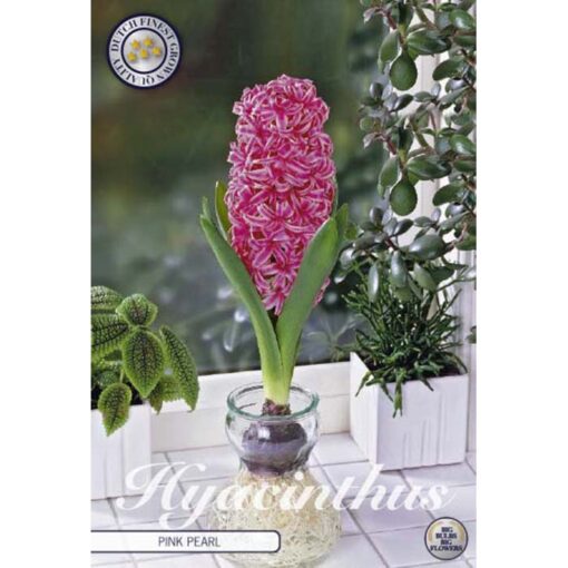 83070 Hyacinthus Glas Hyacinth Pink Pearl