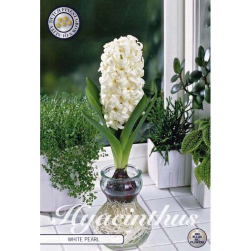 83070 Hyacinthus Glas las Hyacinth White Pearl