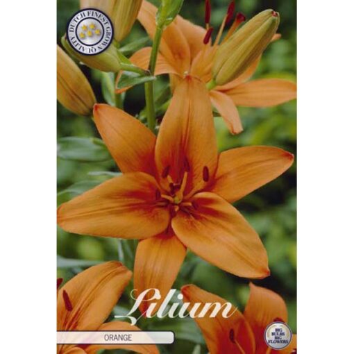 84595 Lilium – Λίλιουμ Orange