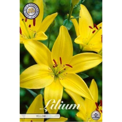 84620 Lilium Yellow