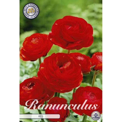 84715 Ranunculus – Νεραγκούλα Red