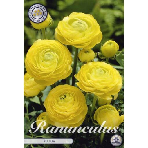 84725 Ranunculus – Νεραγκούλα Yellow