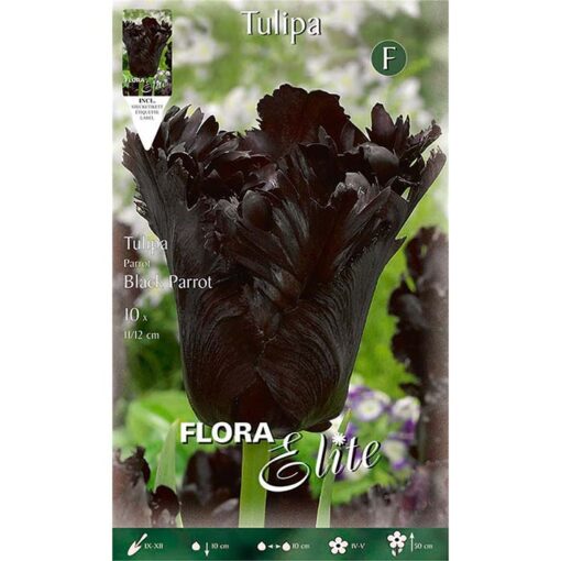 207556 Tulipa – Τουλίπα Black Parrot