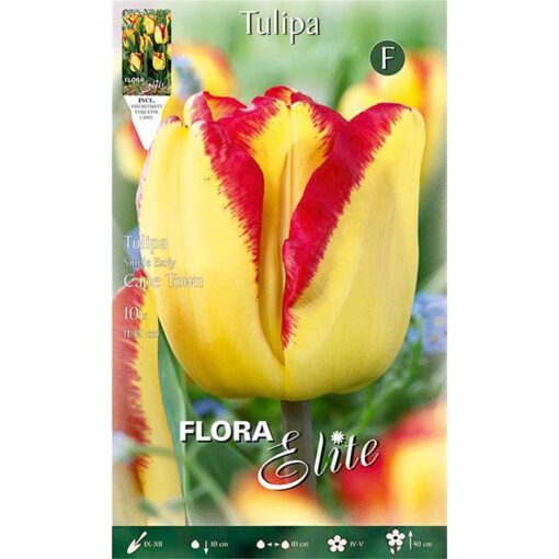 789052 Tulipa – Τουλίπα Cape Town