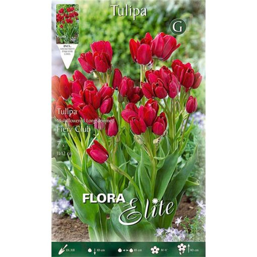 805677 Tulipa – Τουλίπα Fiery Club