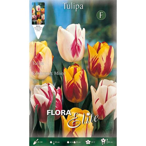 269509 Tulipa Rembrandt Mixed