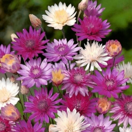 Σπόροι αμάραντων και αποξηραμένων λουλουδιών – DF 314850 Xeranthemum annuum