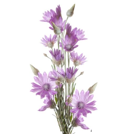 Σπόροι αμάραντων και αποξηραμένων λουλουδιών – DF 314850 Xeranthemum annuum