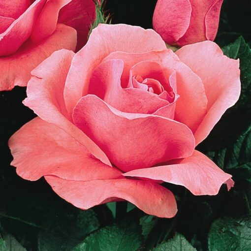 Potted rose GS1907239 – Queen Elisabeth