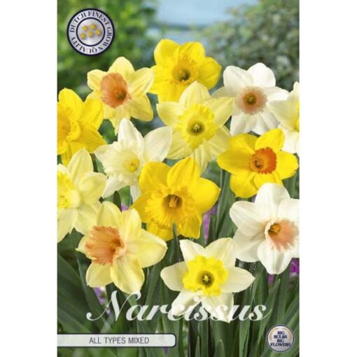 82100 Narcissus All Type Mixed