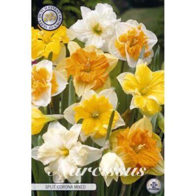 82195 Narcissus Split Corona Mixed