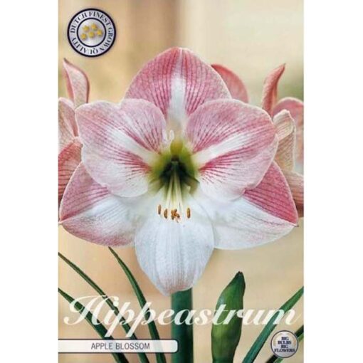 85010 Amaryllis – Αμαρυλλίς Apple Blossom