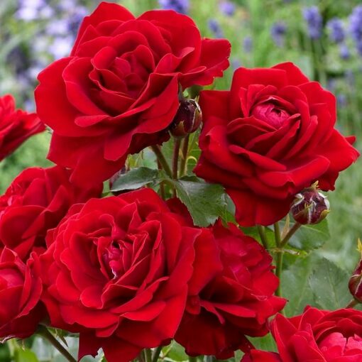 Potted rose L39074 – Nina Weibull