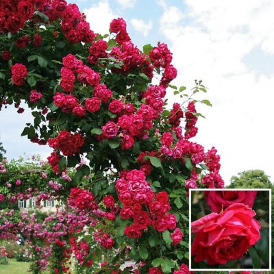 Potted rose GS1907245 – Paul Scarlet