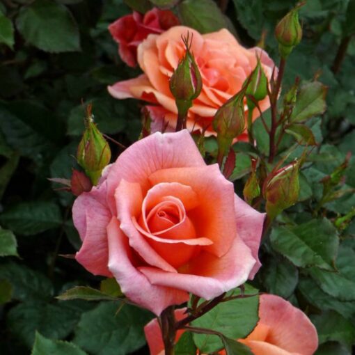 Potted rose L50855 – Fragrant Delight