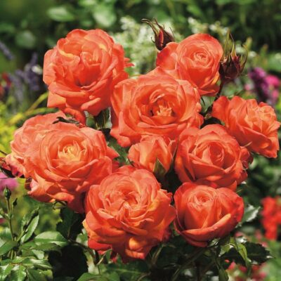 Potted rose GS1907240 – Orange Sunshine