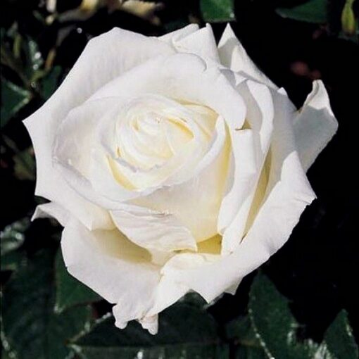 Potted rose GS1907244 – White Diamond