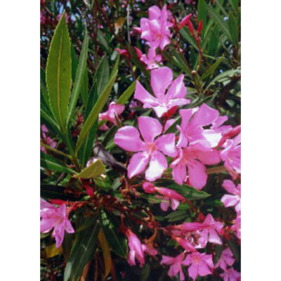13119 Nerium oleander – Πικροδάφνη