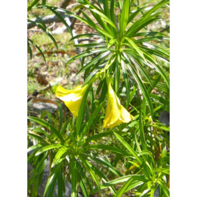 13336 Thevetia peruviana syn. neriifolia - Yellow oleander