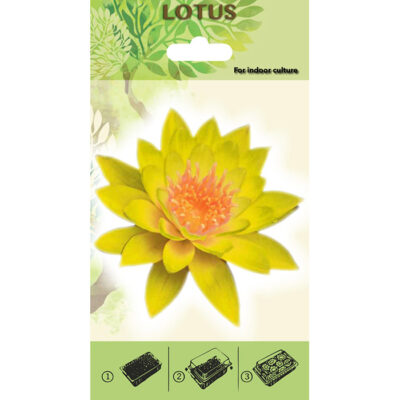 Lotus Starter Kit - 20475 Κίτρινο