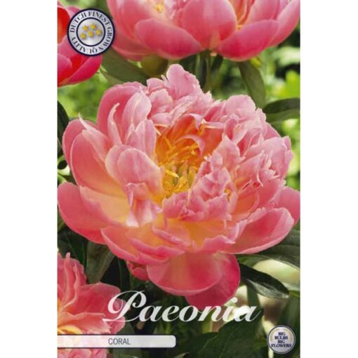85115 Paeonia Coral