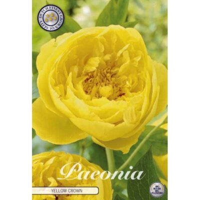 85150 Paeonia – Παιώνια Yellow Crown