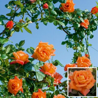 Bare-rooted rose VLP485 – Orange Star