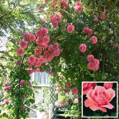 Bare-rooted rose VLP482 – Queen Elizabeth