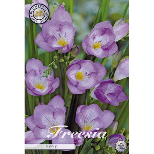40315 Freesia Purple