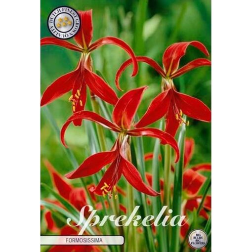 40348 Sprekelia – Σπρεκέλια formosissima