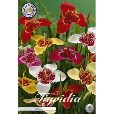 40350 Tigridia – Τιγρίδια Pavonia Mixed