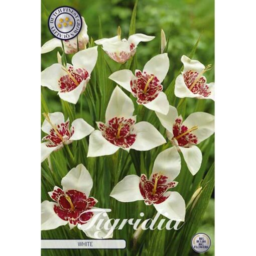 40351 Tigridia – Τιγρίδια White
