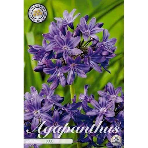 40353 Agapanthus – Αγάπανθος Blue