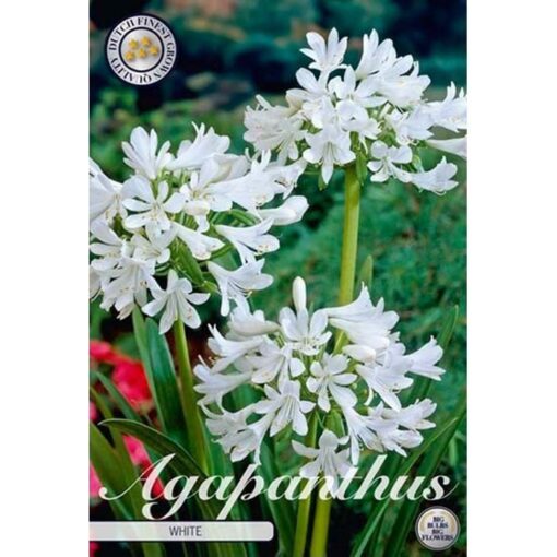 40354 Agapanthus – Αγάπανθος White