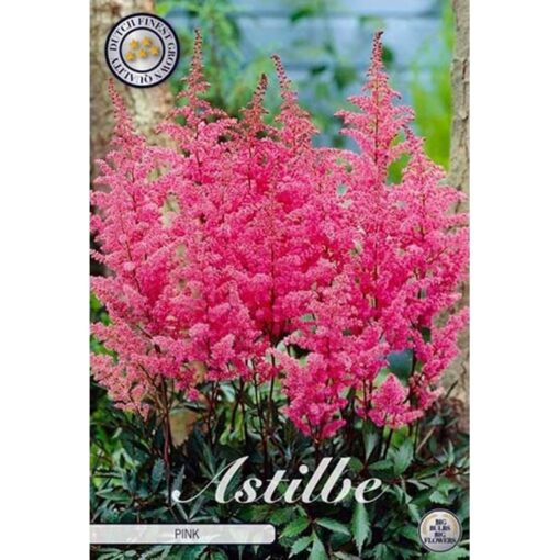 40370 Astilbe – Αστίλβη Pink