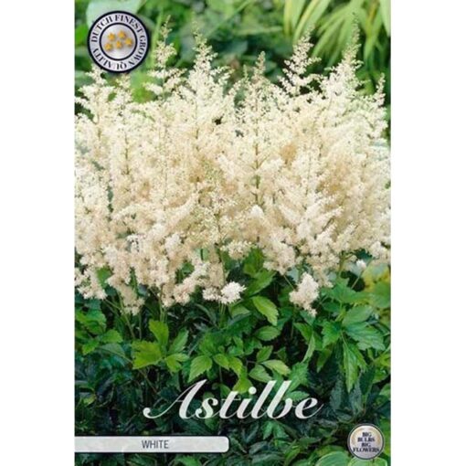 40371 Astilbe – Αστίλβη White