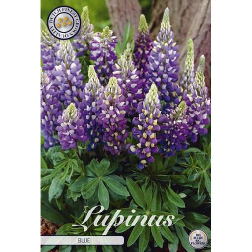 40408 Lupinus – Λούπινο Blue