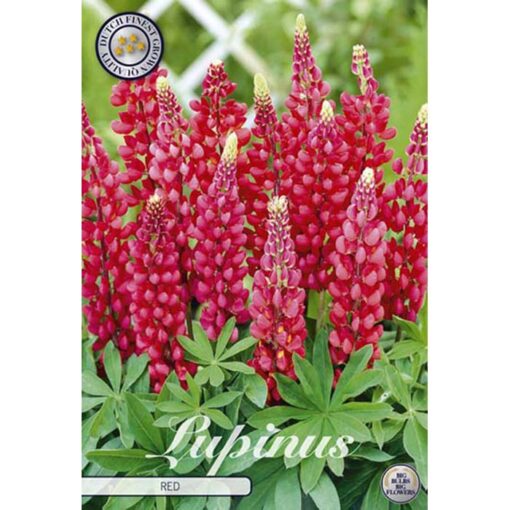 40410 Lupinus – Λούπινο Red