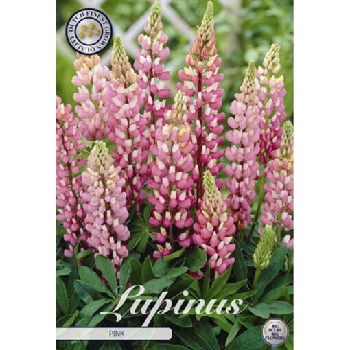 40411 Lupinus – Λούπινο Pink